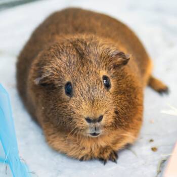 Rescue Guinea Pig Guinea Pigs for Adoption in Middletown, Rhode Island - Chestnut | PetCurious